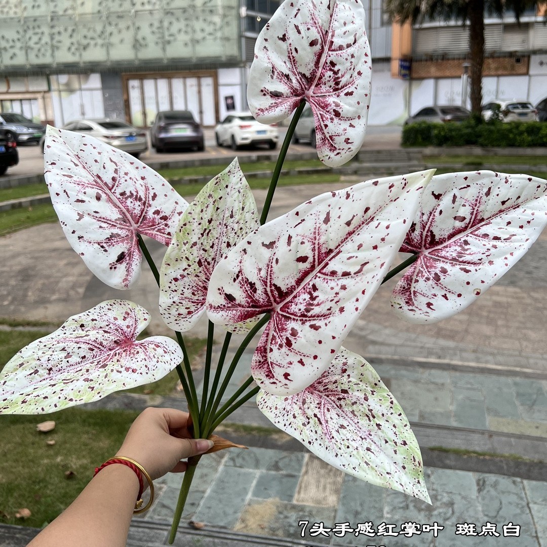 Anturio rojo de siete hojas con manchas blancas.