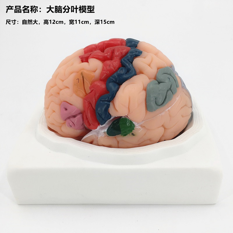 Brain lobulation model