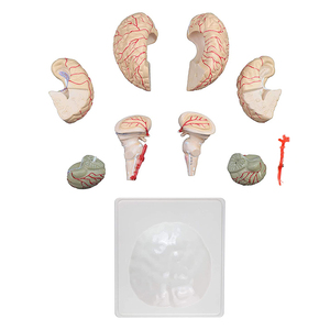 Lebensgroßes 3D-Modell für medizinische Anatomie Modell des menschlichen Gehirns 9-teilig für die Unterrichts anzeige - Product Image 4