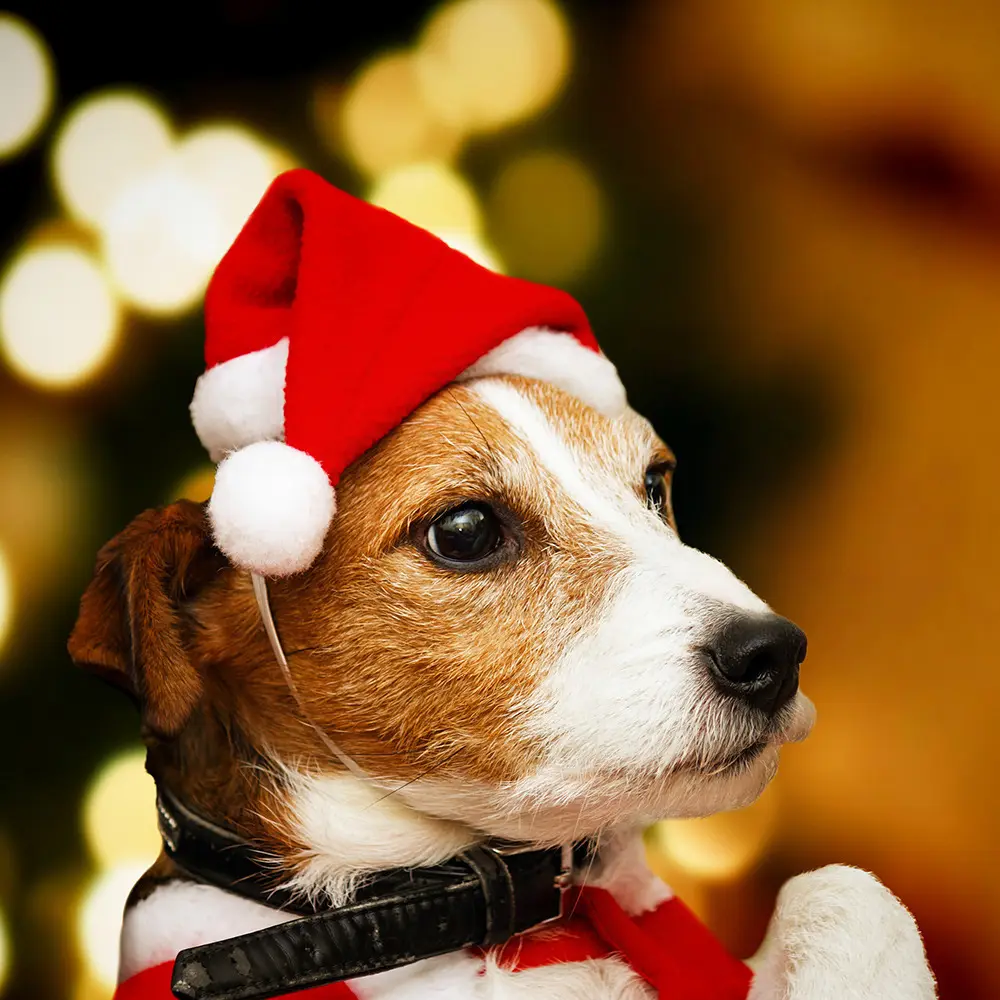 Creatività decorazioni natalizie Santa Sat piccolo cappello di natale per animali domestici di peluche