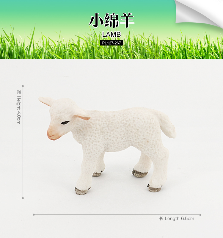 267 Agnello di pecora