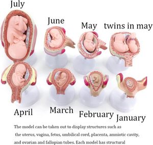 KyrenMed 8PCS Set <strong>Fetus</strong> Development Model Embryonic Fetal Development Model <strong>Human</strong> Pregnancy Embryo Formation Process Model - Product Image 3