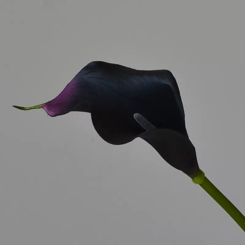 Pourpre