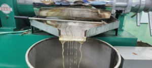 植物原料用家庭用ヒマワリ油絞り機コールドプレススクリュー油抽出器1日あたり大容量12T