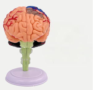 Realistico modello di anatomia del cervello 3D struttura dettagliata per l'apprendimento delle neuroscienze - Product Image 2