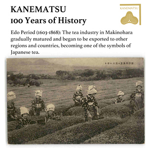 Hot Sale Japanischer Matcha Standard AA Zeremonieller Grüntee Matcha Pulver Bio Japan Matcha - Product Image 3