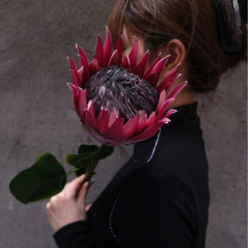 6#Fleur de rex de Bourgogne