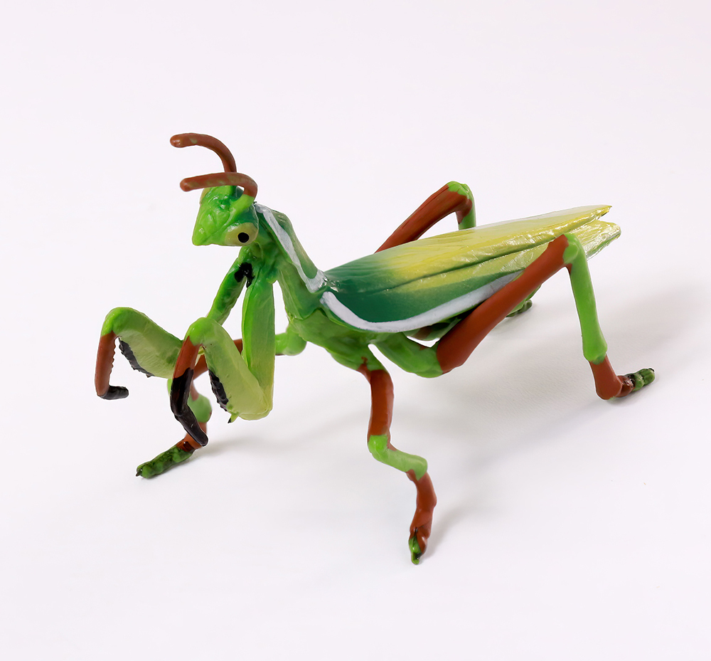FAS035859 Mantis