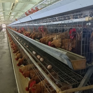3層と4層のH型鶏飼育用ケージに使用される動物用ケージ農場および小売業向け - Product Image 3