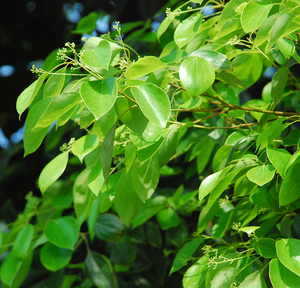 Cosmetic Grade 100% Pure Linalyl Acetate Ex Ho Wood/Leaf <strong>Oil</strong> for Customization - Product Image 2