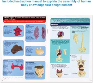 Kids Anatomy Toys Interactive <strong>Human</strong> Body Model DIY Assembled <strong>Human</strong> Torso Organ Model for Kids Children Learning Science Anatomy - Product Image 3