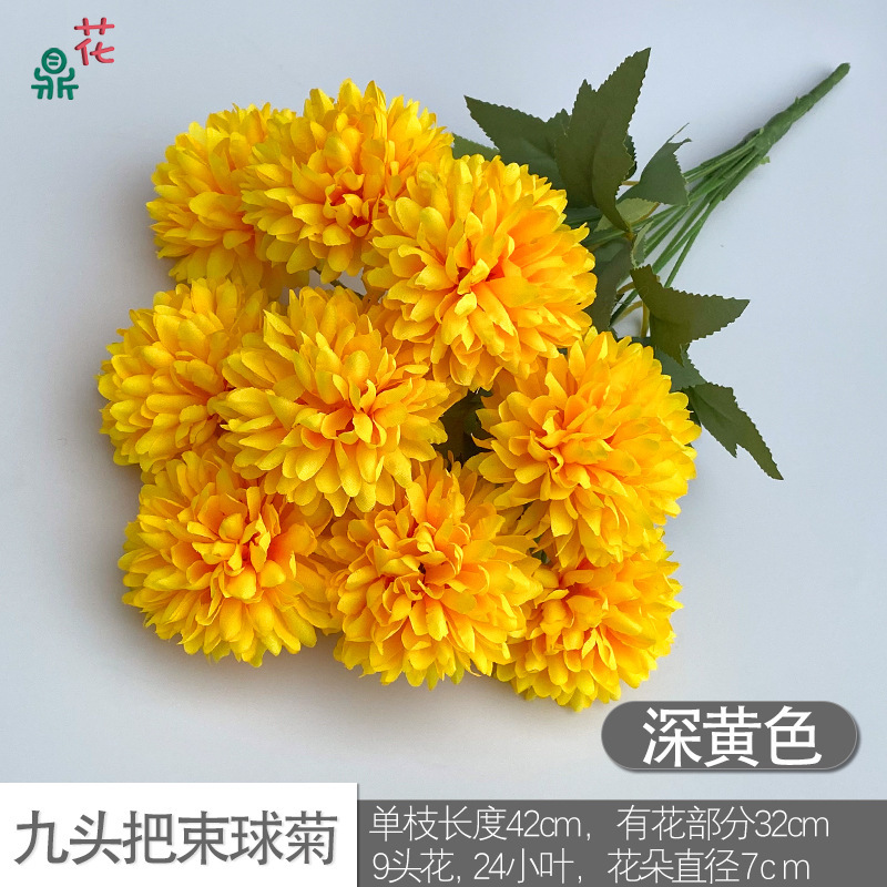 Chrysanthème à neuf têtes, jaune foncé