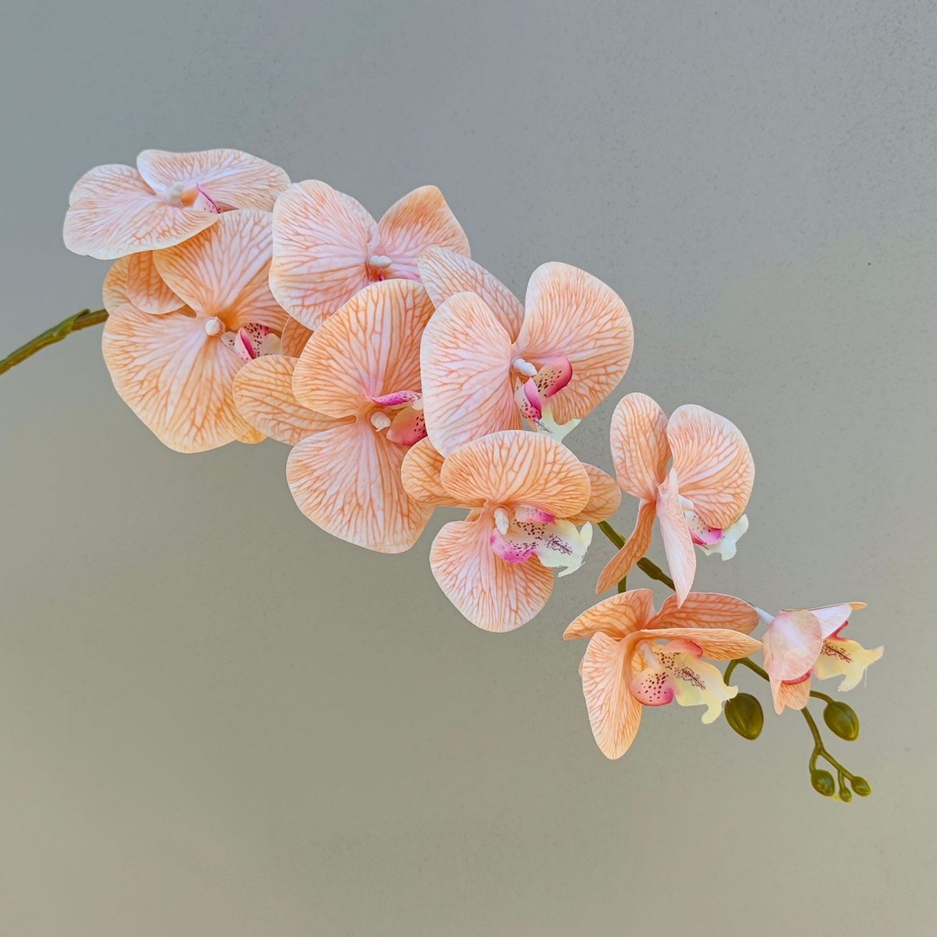 9 Phalaenopsis-Champagne-97cm