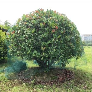 Heavy Duty Knotless Green Anti Bird <strong>Netting</strong> With Ground Nail <strong>Low</strong> Price but High Quality for Protecting Orchard Fruit Tree - Product Image 5