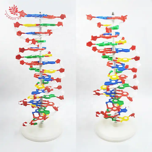 生物双螺旋DNA链结构模型医学科学遗传学双螺旋DNA模型教学辅助DNA模型 - Product Image 5