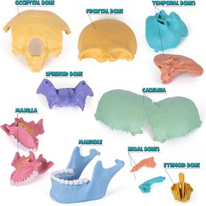 Ept gốc đồ chơi y tế khoa học giải phẫu 17 cái mô hình hộp sọ người với 10 thẻ giáo dục tự làm 3D giải phẫu đồ chơi câu đố - Product Image 4