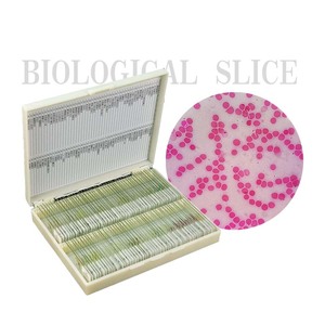 Professional Basic <strong>Slides</strong> Connective Bean Leaf Prepared <strong>Microscope</strong> <strong>Slide</strong> with Great Price for Medical Science Prepared <strong>Slides</strong> - Product Image 4