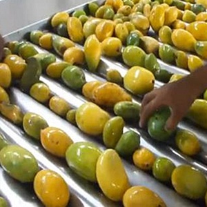 Equipamento automático para fazer suco de manga, máquina de processamento de polpa de manga e linha de produção de espremedor de manga