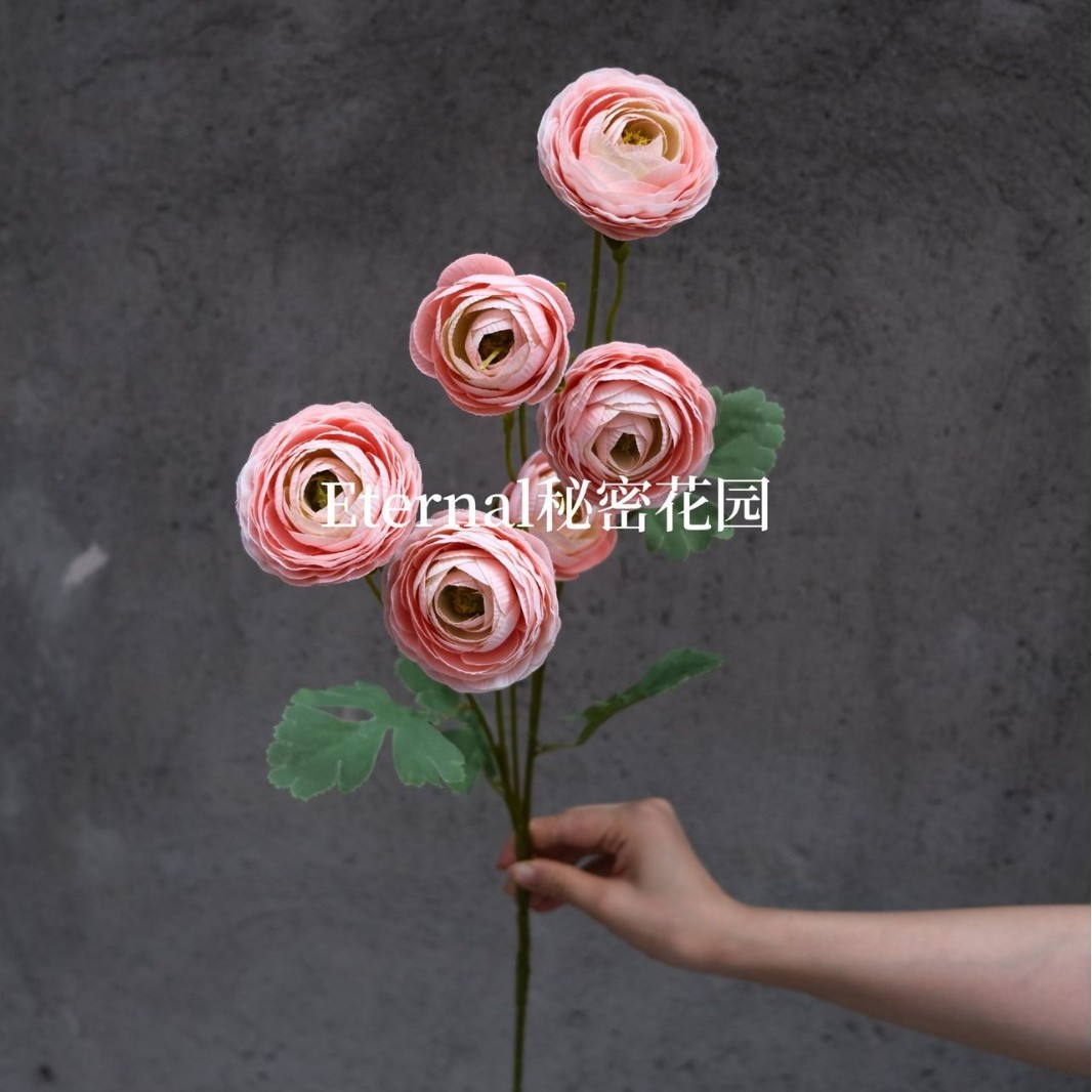 6 สีดอกบัวน้ำค้างในฝัน สีแซลมอน