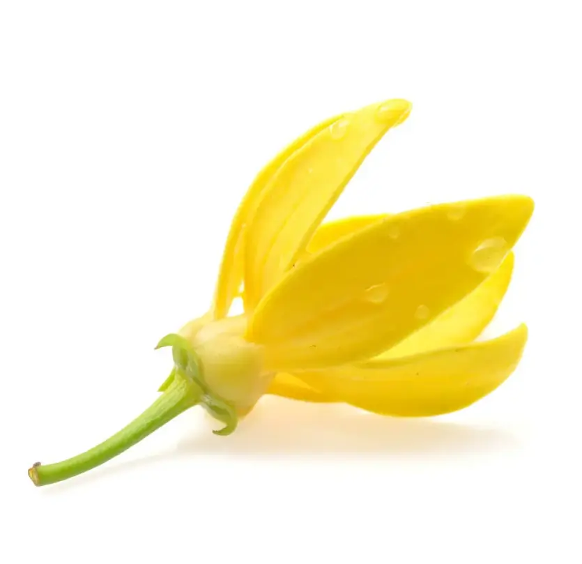 Ylang Fragrance for Soap for Shampoo for Shower gel for Skin Care, High Concentrate and factory price