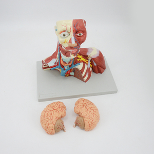 Muscoli della testa del viso umano struttura superficiale del collo cervello modello anatomico materiale didattico scienze mediche insegnare - Product Image 2
