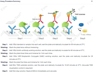 Finetest เมาส์ TGF Beta 1 ELISA Kit การวิจัยทางวิทยาศาสตร์การเปลี่ยนแปลงปัจจัยการเจริญเติบโตเบต้า1การทดสอบอย่างรวดเร็ว - Product Image 2