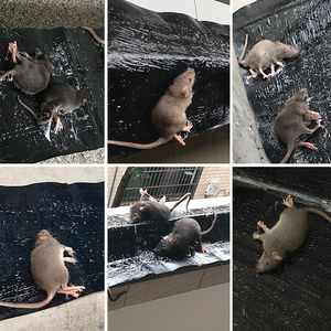 マウスパッドと粘着性のあるマットマウスマウスマウス用大型動物デザインゲル接着剤マウストラップなし - Product Image 4
