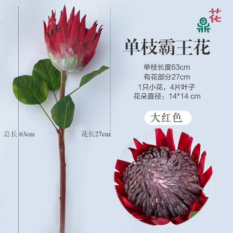 Reine de la nuit à tige unique (Dracaena sanderiana) en rouge vif