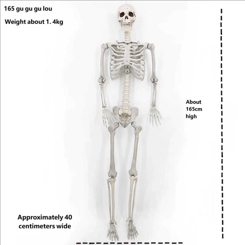 esqueleto de 165 cm