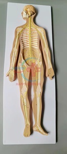 HC-S234ร่างกายมนุษย์กายวิภาคทางการแพทย์ระบบประสาทรุ่น