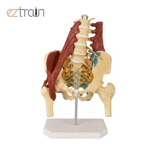 女性の骨盤腰椎骨モデル,医学,筋肉の人間の臓器モデルを持つ骨盤脊椎モデル - Product Image 2