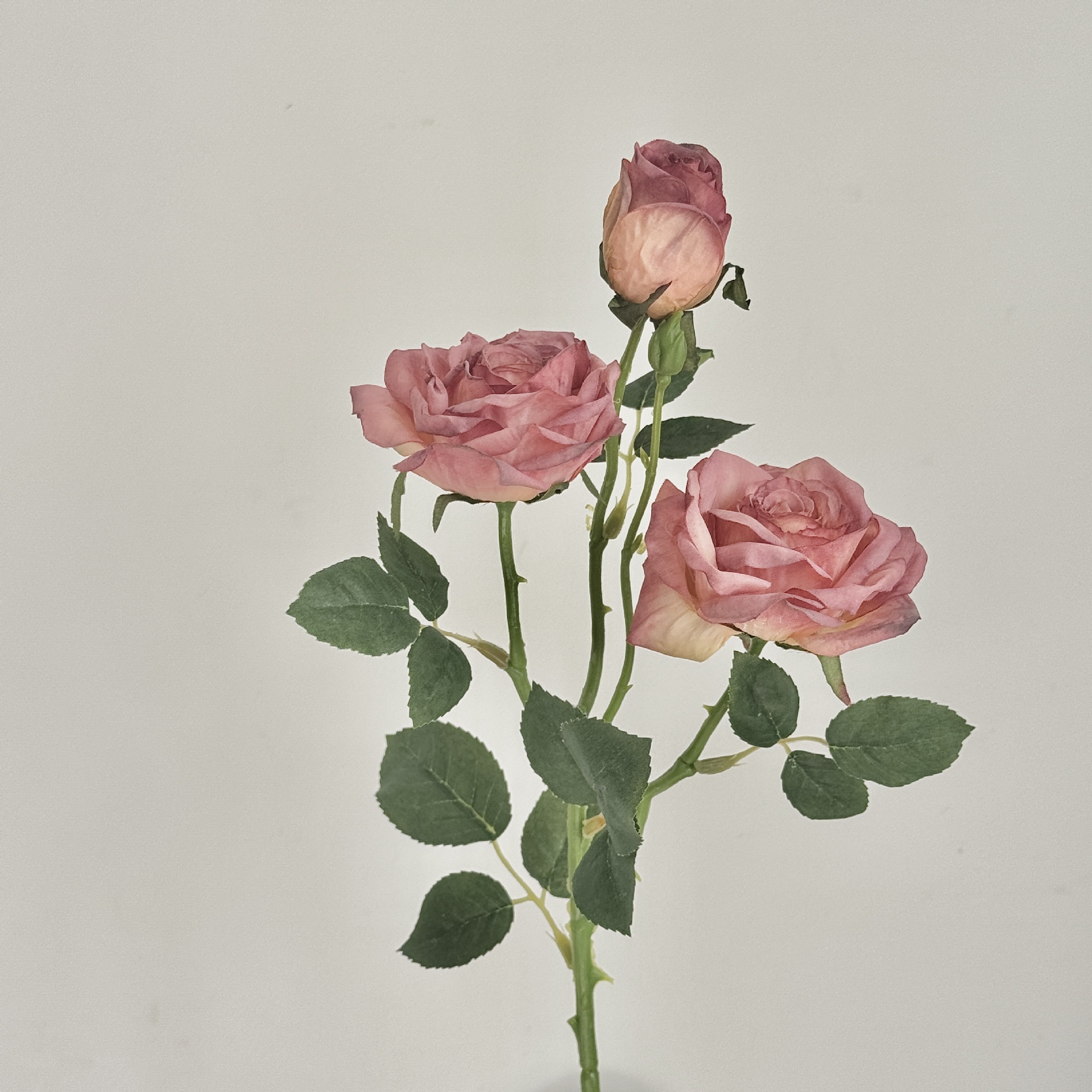 Rose poudré