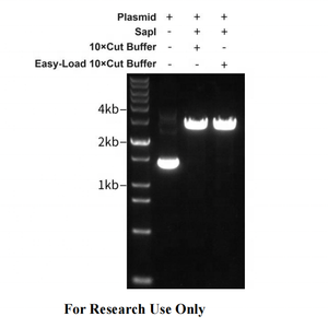 Tinzyme SapI Restriction Endonuclease Suitable for Rapid Enzymatic Digestion of Plasmid DNA, PCR Products, or Genomic DNA. - Product Image 4