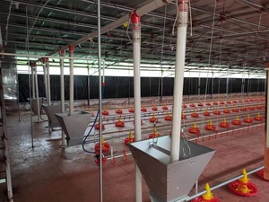 Nhà Sản Xuất Gia Cầm Thiết Bị Chăn Nuôi Núm Vú Người Uống Cho Ăn Pan Hệ Thống Tự Động Trung Chuyển Gà Thịt Trang Trại Uống Dòng - Product Image 5