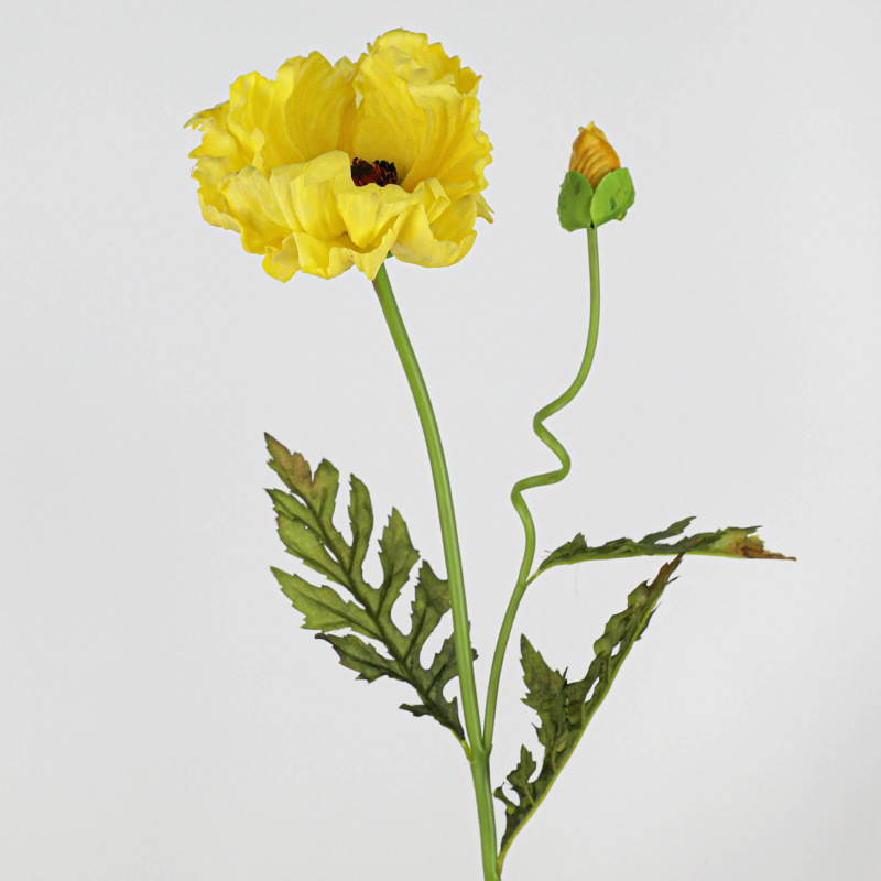 Pu une fleur un bourgeon gros coquelicot-jaune printanier