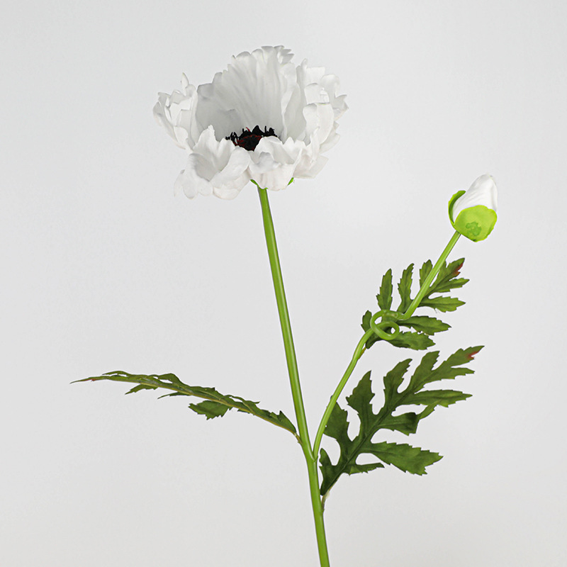 Pu une fleur un bourgeon gros coquelicot-printemps blanc