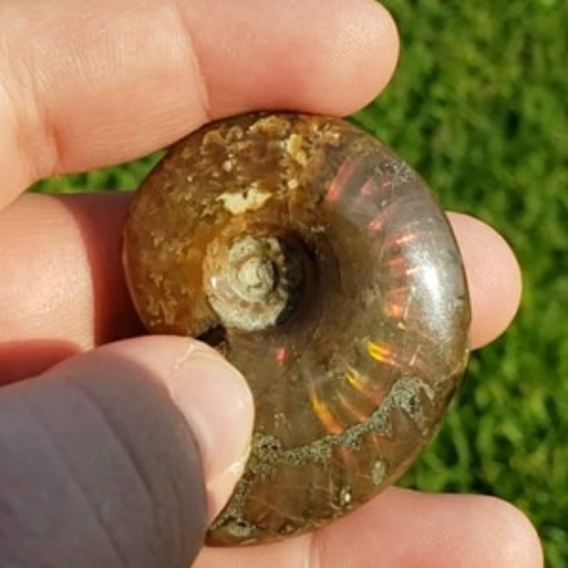 Ammolite Shell Fossil