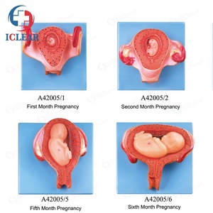 Tıbbi insan vücudu modeli embriyonik gelişim modeli - Product Image 2