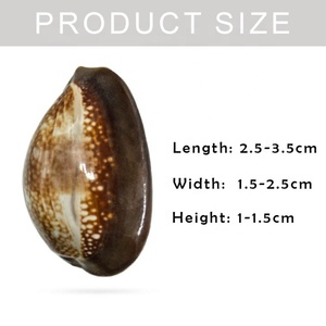 Natural Snake Head Cowrie Shells Specimen Collectibles 2.2-3.2 cm Conch Snail Seashells Nautical Beach Home Decor - Product Image 2
