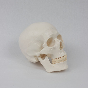 Medical Adult Skull Anatomical Model Life Size <strong>Human</strong> Skull Model <strong>3</strong> Parts Lab with Removable Skull Articulated Models - Product Image 6