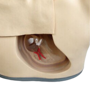 ADA medical science Advanced baby amamentando modelos (usados para pediatria e OB/GYN) e Parenteral Alimentation Nursing Model - Product Image 6