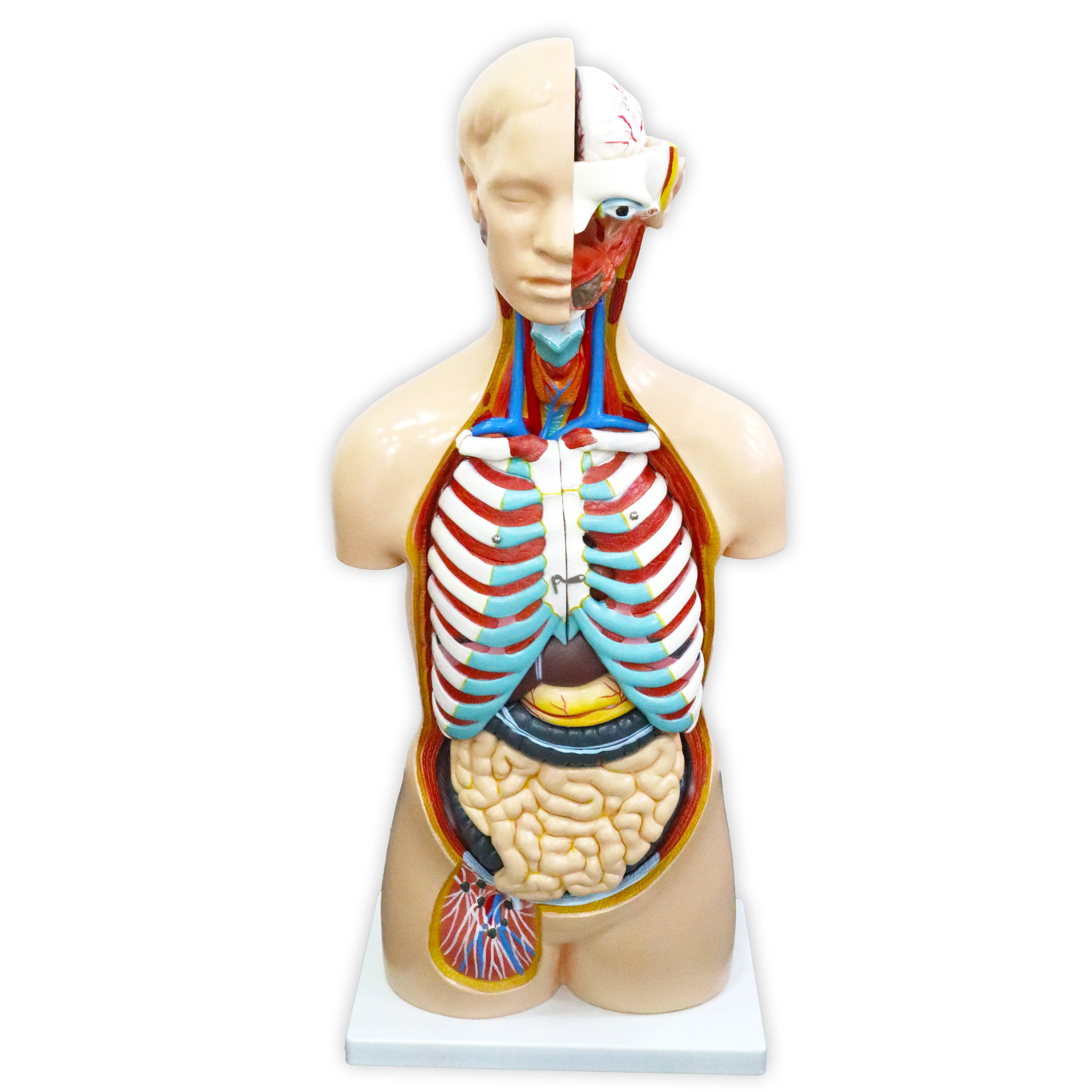 Enseñanza de la ciencia médica anatómica 85CM tamaño real órganos extraíbles modelos de Torso del cuerpo humano con 20 piezas para la educación escolar