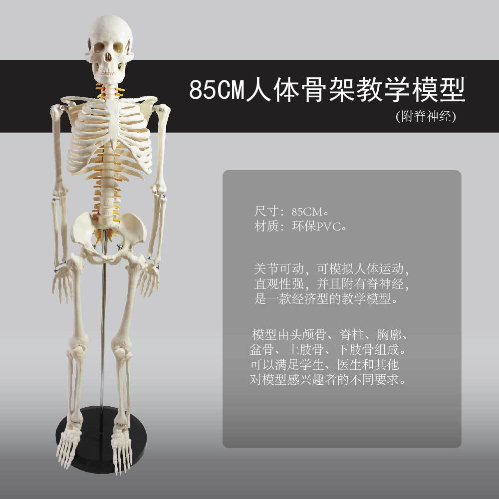 130 พร้อมเส้นประสาทไขสันหลังและโครงกระดูก
