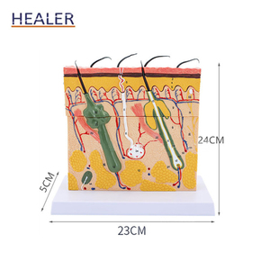 3D <strong>Human</strong> Skin Anatomical Model 70x Magnified PVC and Plastic Skin Structure Model for Medical Science and Skeleton Study - Product Image 3