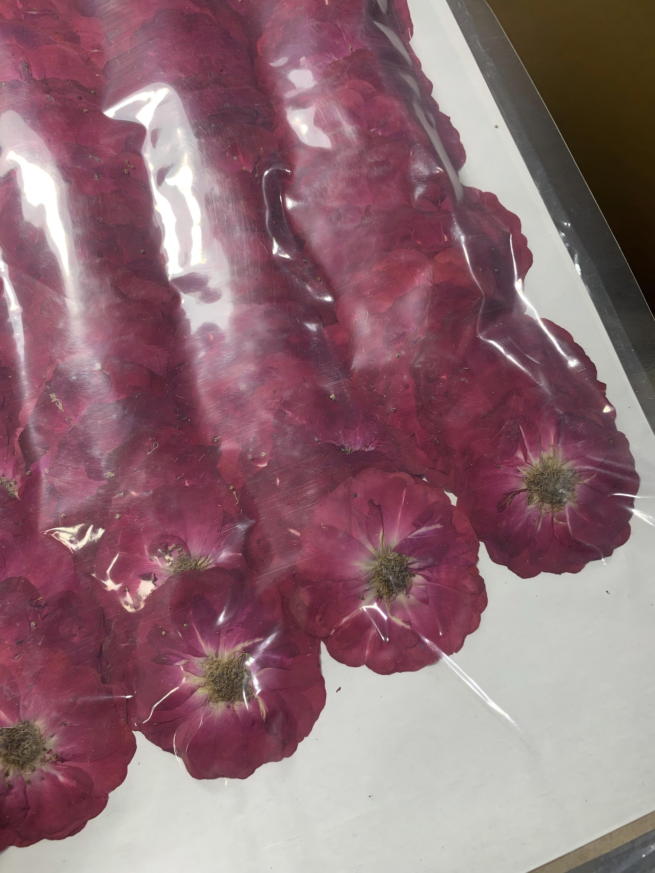 Rosa 100 pezzi