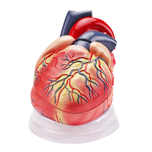 Tıbbi kardiyoloji anatomisi Model beyin renk insan kalp modeli şeffaf tabanı ile 5 kez 3 parça - Product Image 2