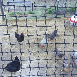 Vegetable <strong>Custom</strong> Anti Bird <strong>Net</strong> Cheap Polyethylene <strong>Mesh</strong> Bird Protection Netting Plastic Anti Bird <strong>Net</strong> - Product Image 2