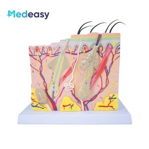 <strong>Human</strong> Skin Anatomy Model, <strong>Human</strong> Structure 3D Skin Model