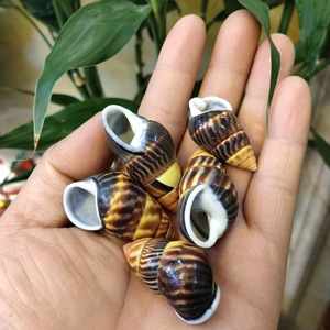 Tank manzara koleksiyonu örneği için sarı salyangoz kabuğunda cilalı doğal % kabuklu deniz hayvanı kabuğu - Product Image 5