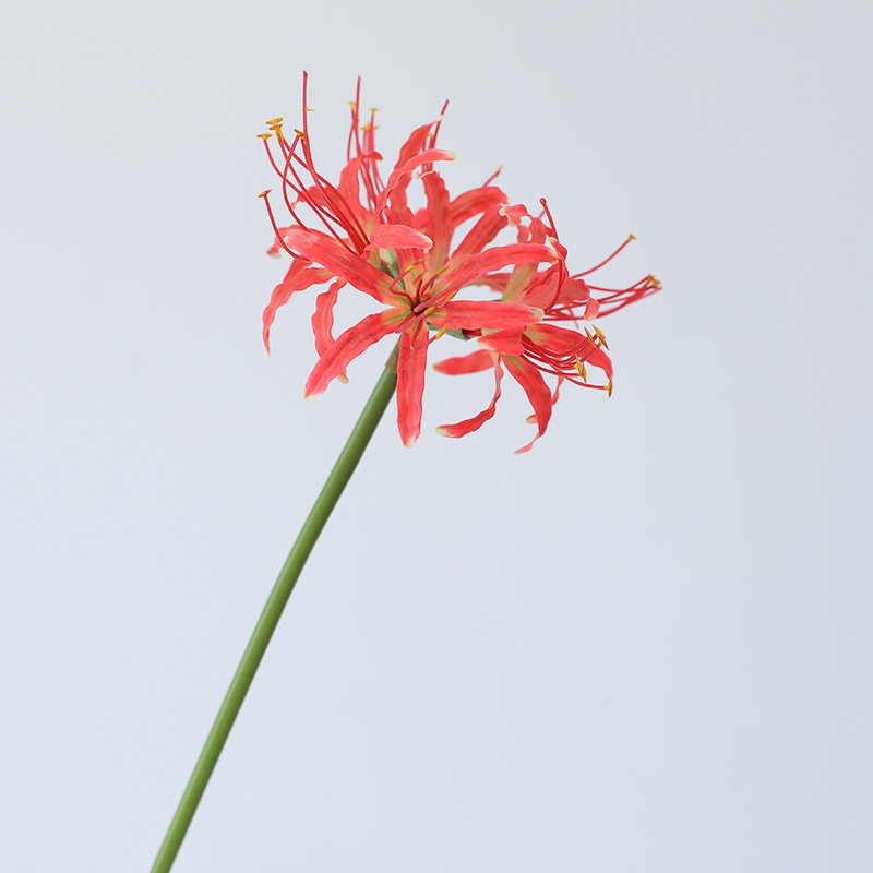 Coucher de soleil rouge